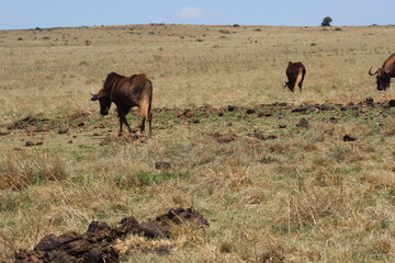 Rhino and Lion Nature Reserve, Krugersdorp, South Africa.