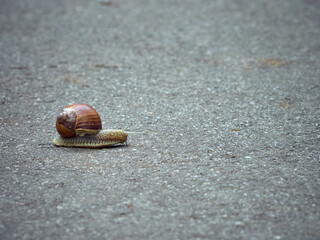 Slow grape snail crawl on the asphalt in the park