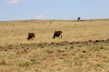 Rhino and Lion Nature Reserve, Krugersdorp, South Africa.