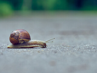 Slow grape snail crawl on the asphalt in the park