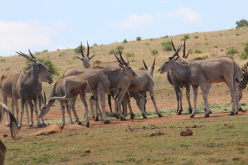 Rhino and Lion Nature Reserve, Krugersdorp, South Africa.