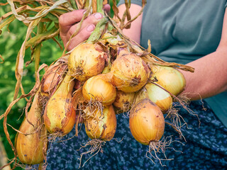 A onion in the hands of an elderly peasant woman