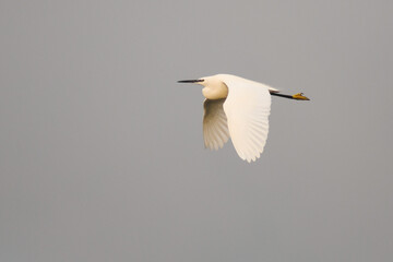 Garzetta (Egretta garzetta) in volo,silhouette su sfondo cielo