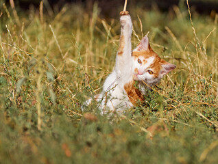 Kitten playing in the grass.
