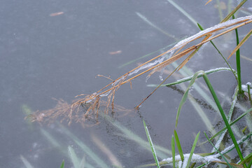 
River grass frozen in the icy water in winter.