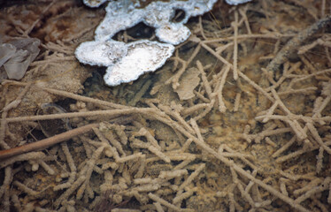 Bacteria and debris in the lake, Yellowstone National Park