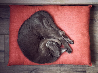 Domestic gray cat on a pillow.