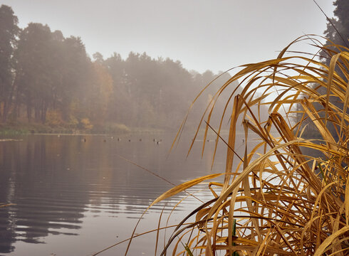 Autumn foggy morning on the lake.
