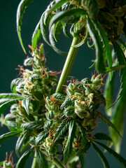 Fototapeta premium Medical marijuana bud or hemp plant blossom with leaves on the green background