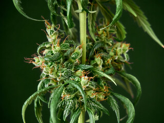 Medical marijuana bud or hemp plant blossom with leaves on the green background