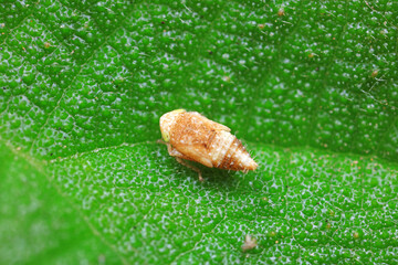 Fototapeta premium Leafhoppers live on wild plants in North China