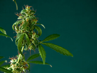 Medical marijuana bud or hemp plant blossom with leaves on the green background