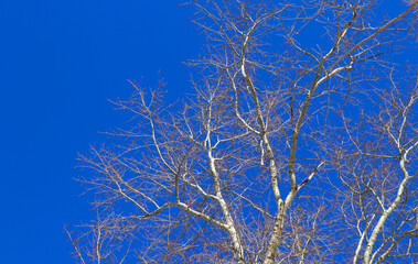 A tree without leaves against a bright blue sky. Bare branches look beautiful in winter.