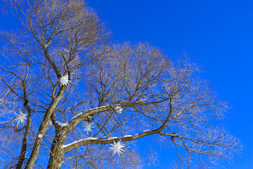 A tree without leaves against a bright blue sky. Bare branches look beautiful in winter.