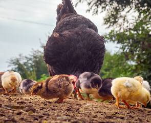 Chicken with chickens in the farmyard.