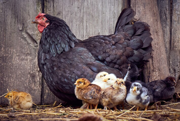 Chicken with chickens in the farmyard.