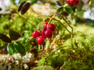 Red ripe lingonberry on natural forest background