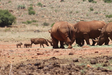 Fototapeta premium Rhino and Lion Nature Reserve, Krugersdorp, South Africa.