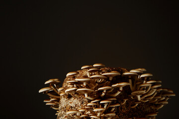 Honey mushrooms in mushrooms farm grow together in groups. Mushroom cultivation. Mycelium bloc of Cyclocybe aegerita (Yanagi-matsutake), top view, closeup.