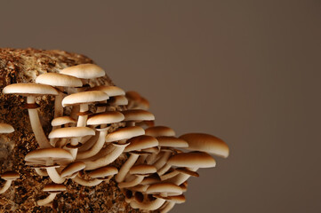 Honey mushrooms in mushrooms farm grow together in groups. Mushroom cultivation. Mycelium bloc of Cyclocybe aegerita (Yanagi-matsutake), top view, closeup.