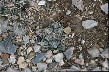 Ariocarpus am Standort in Mexico
