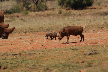 Rhino and Lion Nature Reserve, Krugersdorp, South Africa.