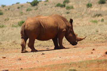 Fototapeta premium Rhino and Lion Nature Reserve, Krugersdorp, South Africa.