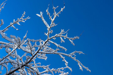 Snow covered tree on a winter sunny day. Beautiful close-up view of dark tree branches with white snow against a bright blue sky.