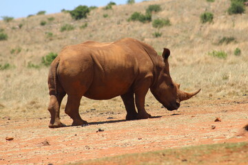 Naklejka premium Rhino and Lion Nature Reserve, Krugersdorp, South Africa.
