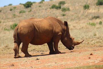 Fototapeta premium Rhino and Lion Nature Reserve, Krugersdorp, South Africa.