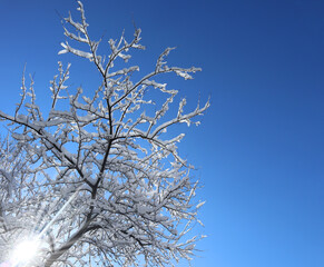 Snow covered tree on a winter sunny day. Beautiful close-up view of dark tree branches with white snow against a bright blue sky.