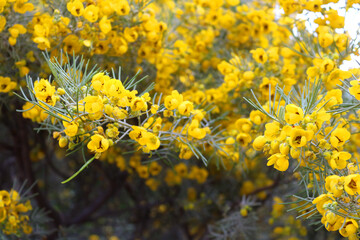 Beautiful yellow blooming flowers in Larnanca, Cyprus