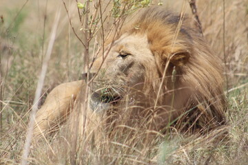 Rhino and Lion Nature Reserve, Krugersdorp, South Africa.