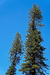 Centenary pine trees in a square of Belo Horizonte, Brazil 