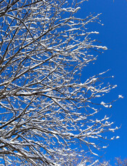 Snow covered tree on a winter sunny day. Beautiful close-up view of dark tree branches with white snow against a bright blue sky.