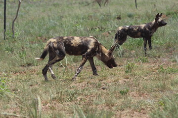 Rhino and Lion Nature Reserve, Krugersdorp, South Africa.