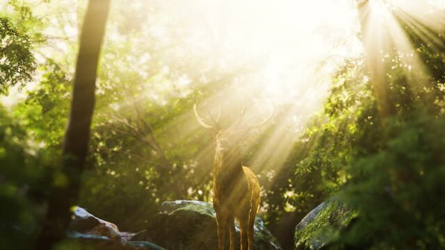 Red deer stag in forest