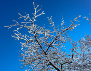 Snow covered tree on a winter sunny day. Beautiful close-up view of dark tree branches with white snow against a bright blue sky.