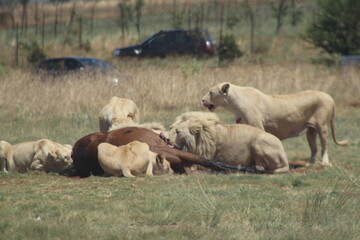 Rhino and Lion Nature Reserve, Krugersdorp, South Africa.