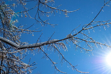 Tree branches with snow on a winter sunny day. A lot of small sparkling snowflakes fly in the air. A lot of small sparkling snowflakes fly in the air. 
Gentle wind, light breeze kicks up snowflakes.