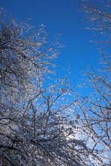 Tree branches with snow on a winter sunny day. A lot of small sparkling snowflakes fly in the air. A lot of small sparkling snowflakes fly in the air. 
Gentle wind, light breeze kicks up snowflakes.