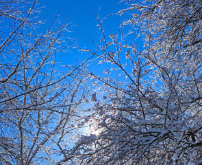 Fototapeta na wymiar Tree branches with snow on a winter sunny day. A lot of small sparkling snowflakes fly in the air. A lot of small sparkling snowflakes fly in the air. Gentle wind, light breeze kicks up snowflakes.