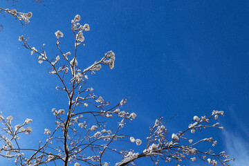 Tree branches with snow on a winter sunny day. A lot of small sparkling snowflakes fly in the air....