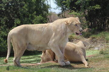 Rhino and Lion Nature Reserve, Krugersdorp, South Africa.