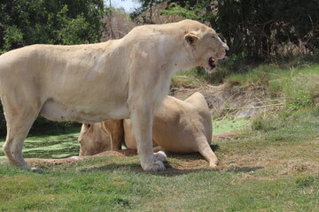 Rhino and Lion Nature Reserve, Krugersdorp, South Africa.