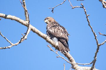 A picture of a juvenile red-tailed hawk perching on the branch.   BC Canada
