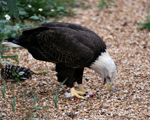 Bald Eagle Stock Photo.  Close-up profile eating its prey with a foliage background displaying brown plumage body, white head, open beak, wings in its habitat and environment. Image. Picture. 