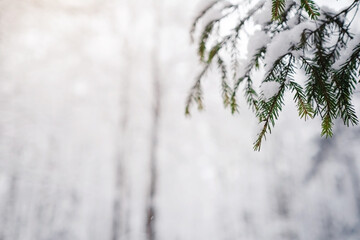 Pine trees are covered with snow on a frosty evening.