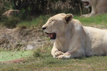 Obraz premium Rhino and Lion Nature Reserve, Krugersdorp, South Africa.