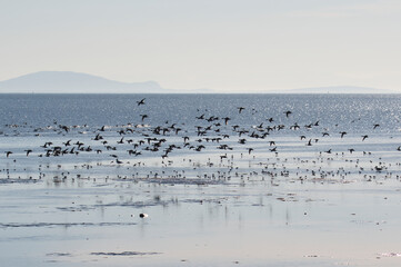 A picture of flocks of ducks.     BC Canada
